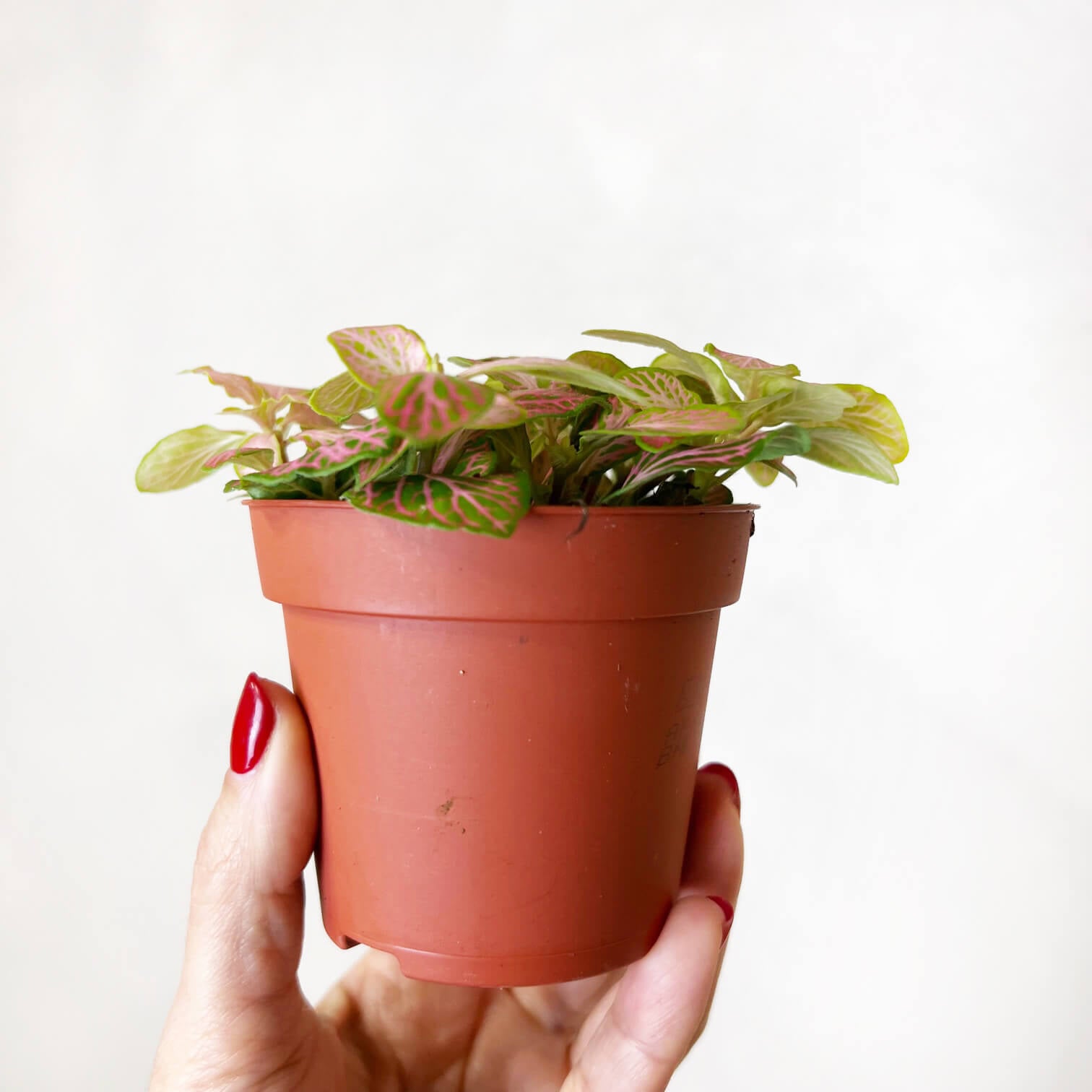 Fittonia Ruby Lime