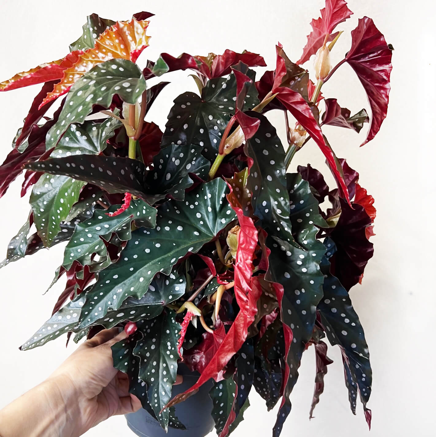 Begonia Black Forest