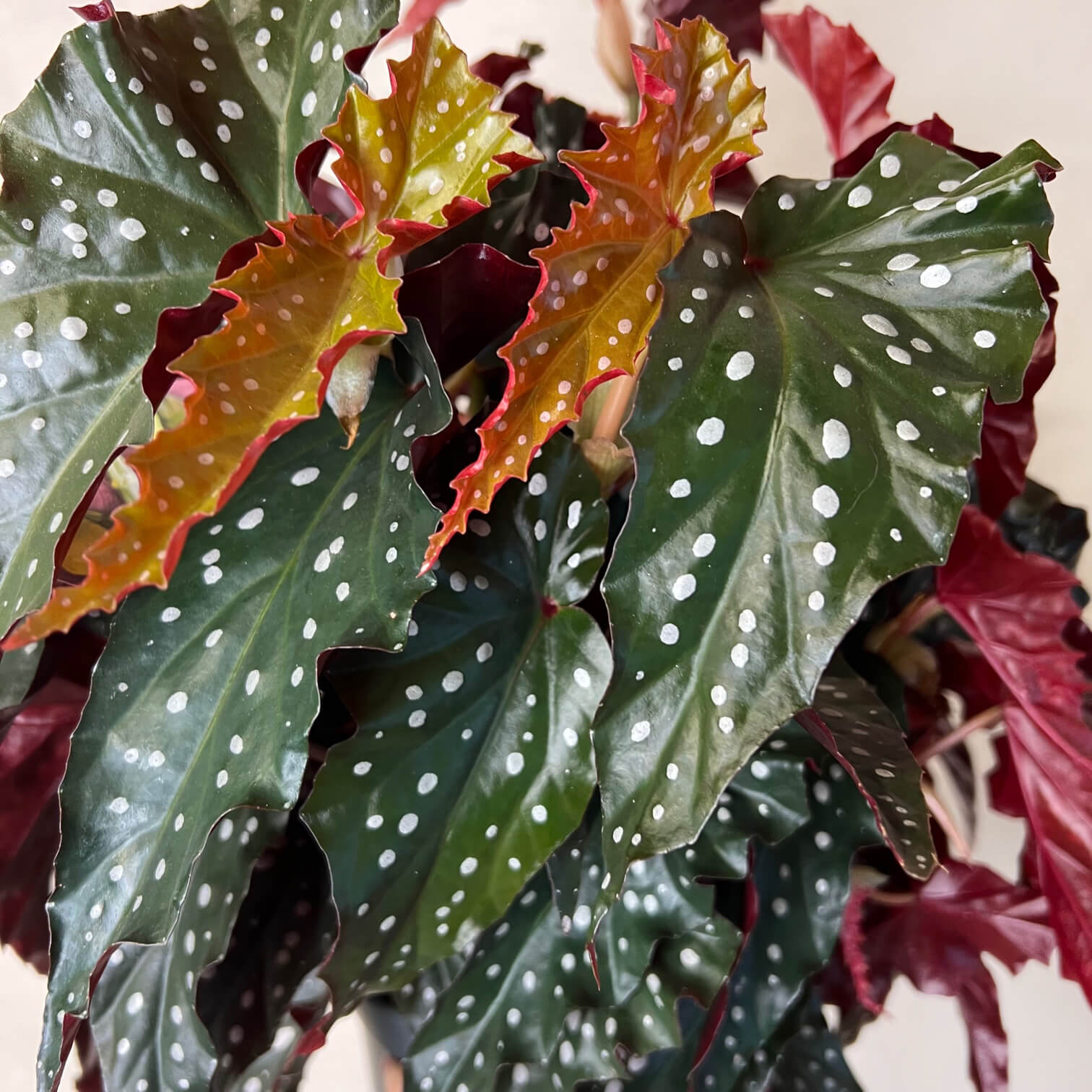 Begonia Black Forest