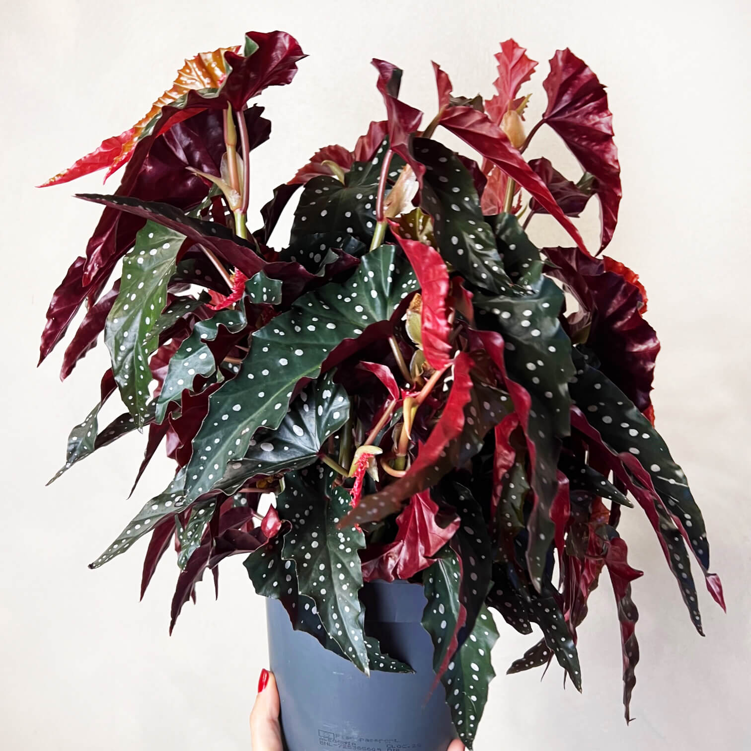 Begonia Black Forest