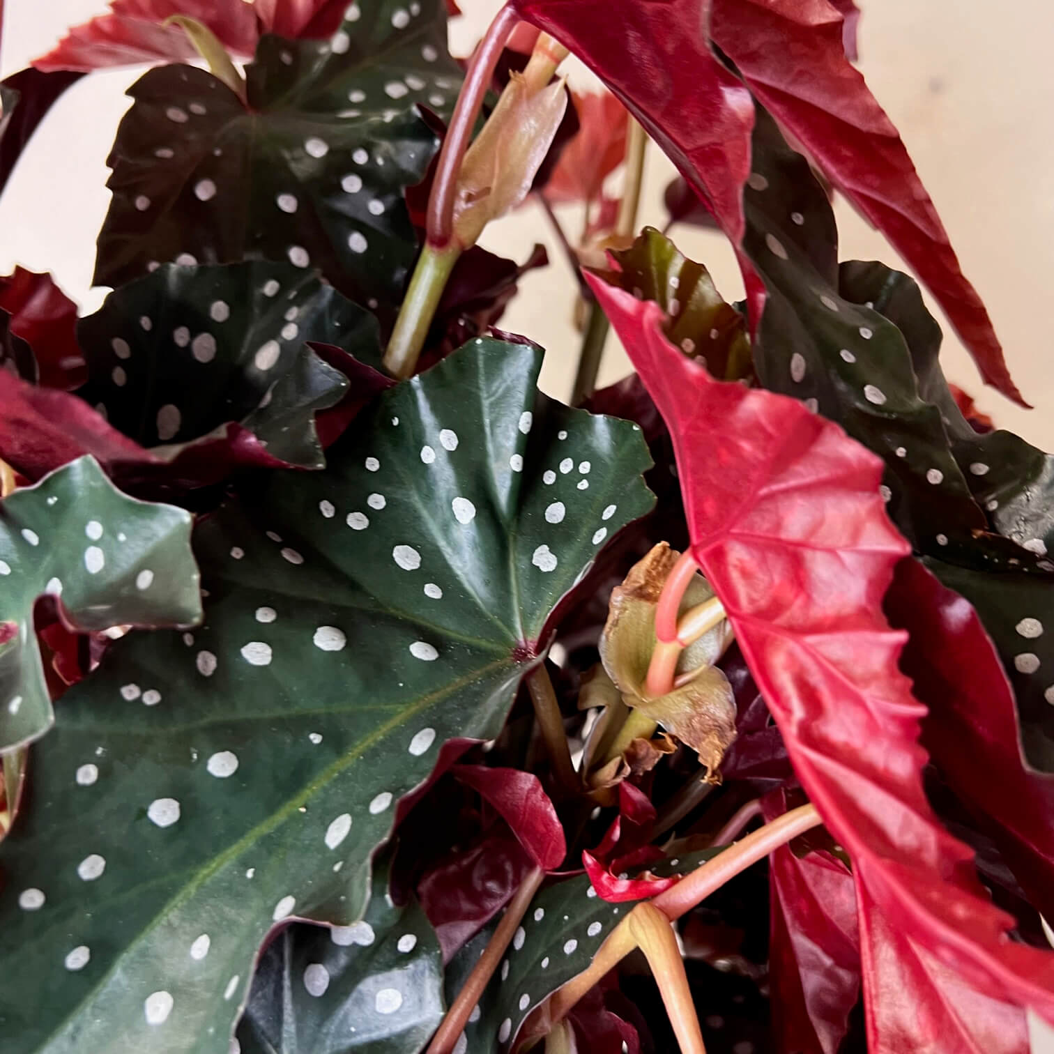 Begonia Black Forest