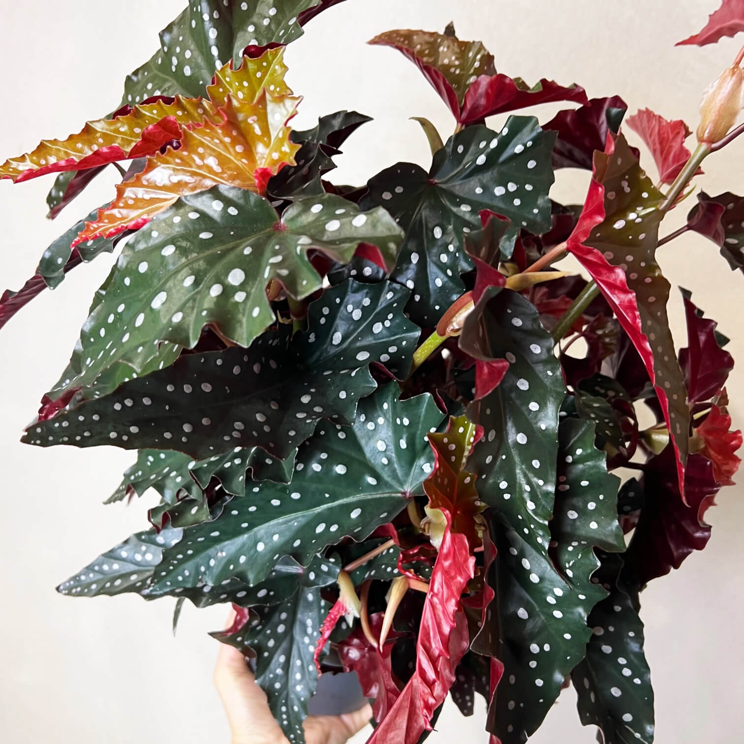 Begonia Black Forest