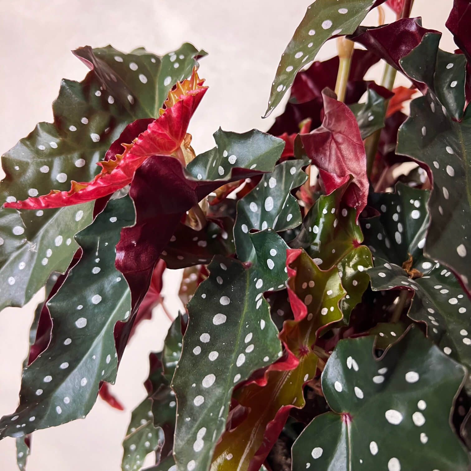 Begonia Black Forest