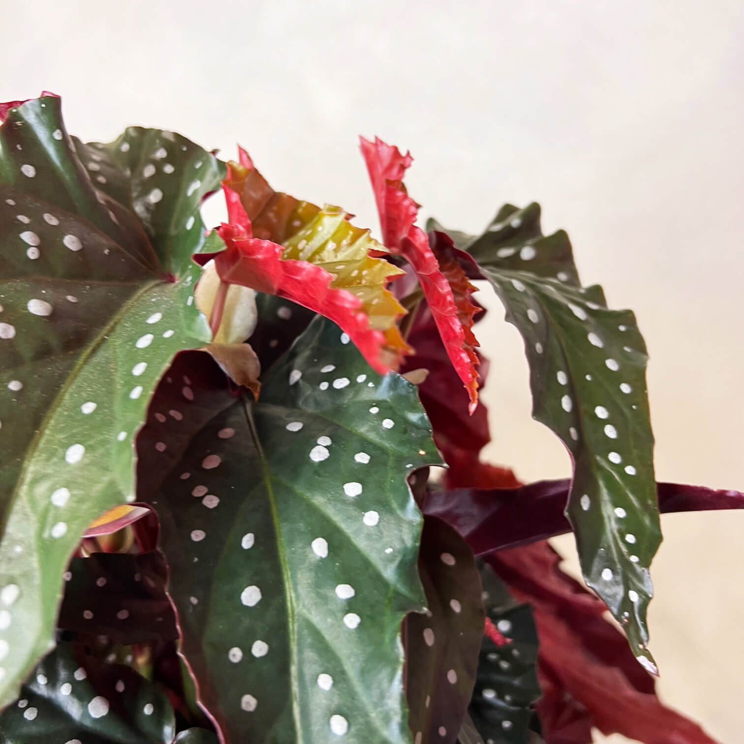 Begonia Black Forest