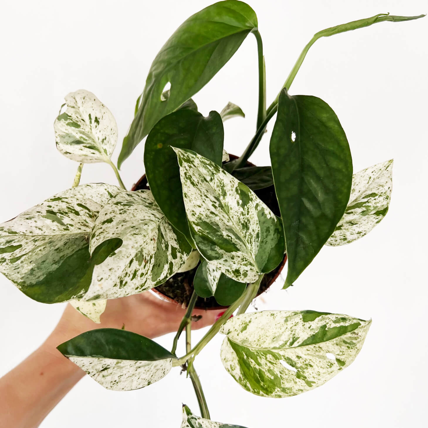 Epipremnum Pinnatum Marble King