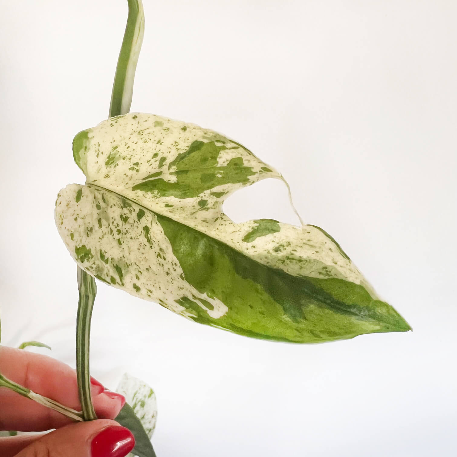 Epipremnum Pinnatum Marble King