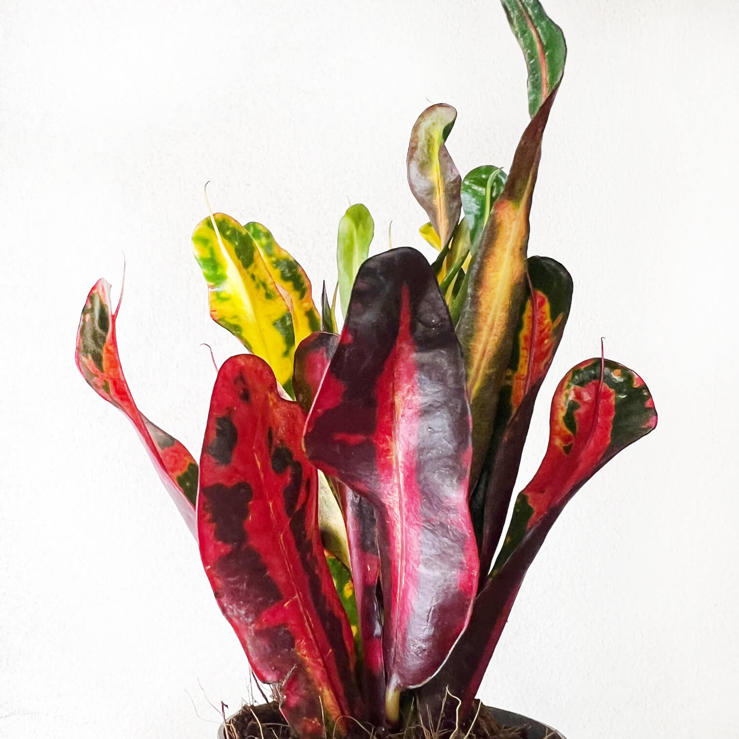 Codiaeum Variegatum Mammi (Croton)