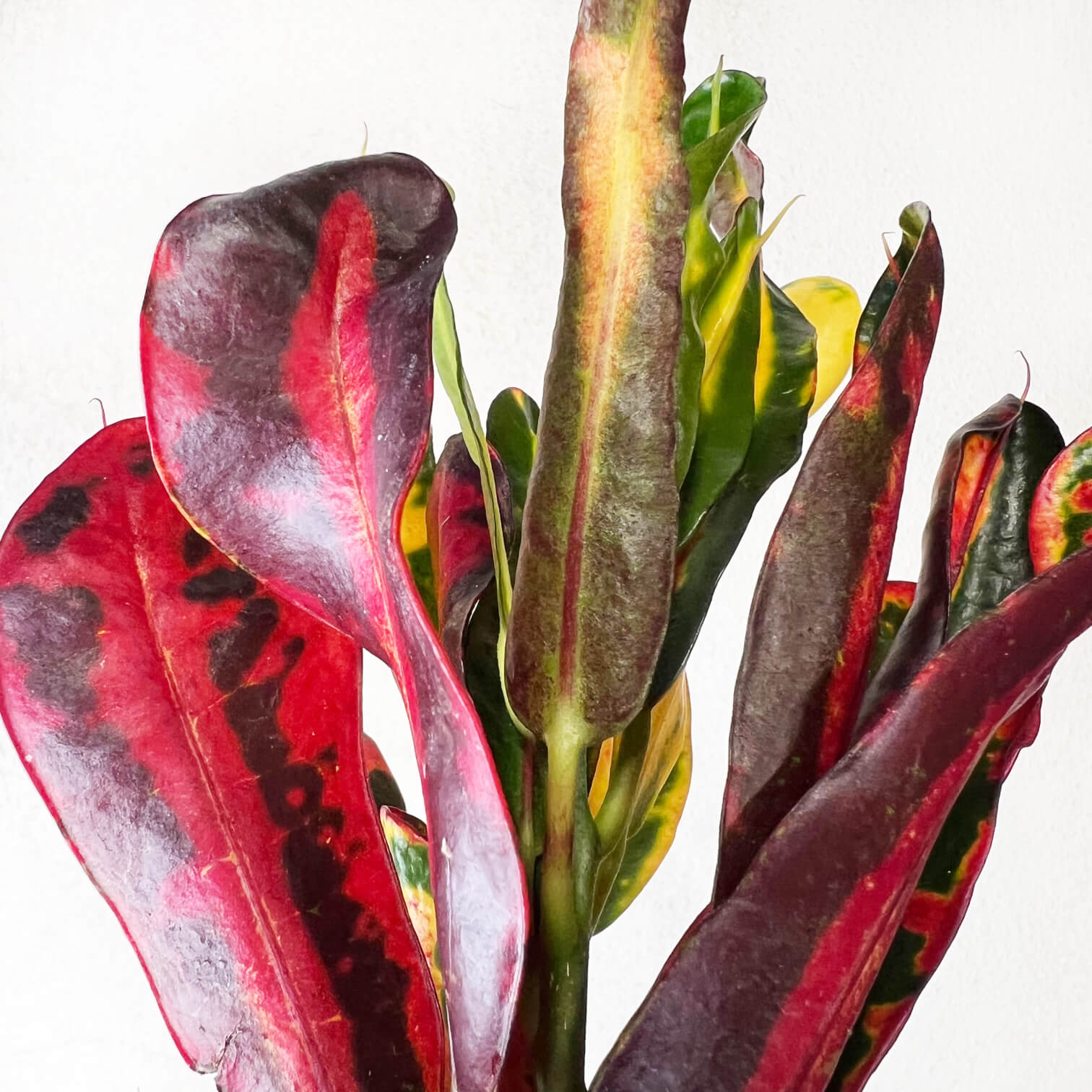 Codiaeum Variegatum Mammi (Croton)