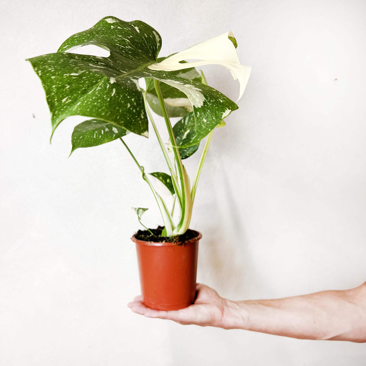Monstera Thai Constellation