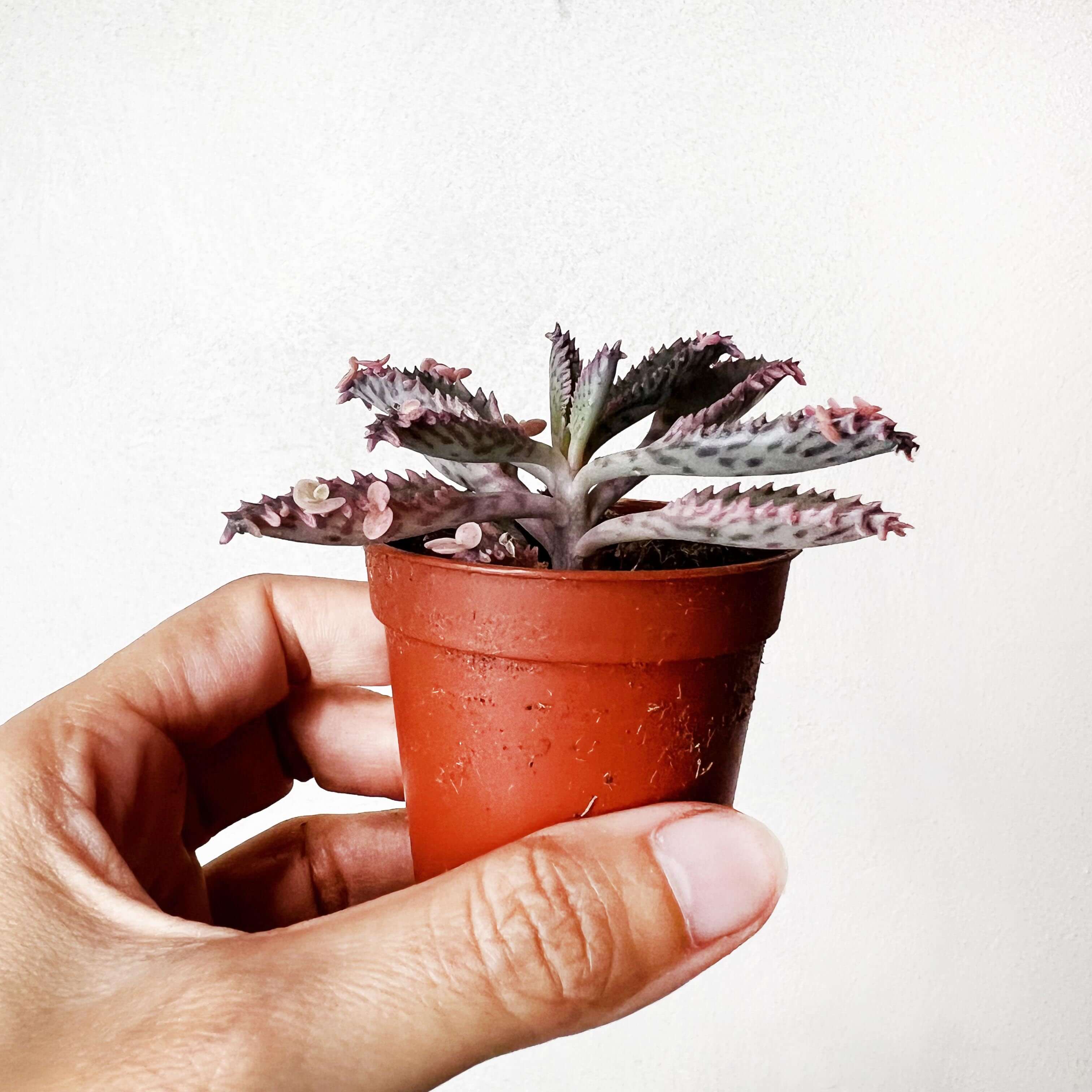Kalanchoe daigremontiana cv. Pink Butterflies