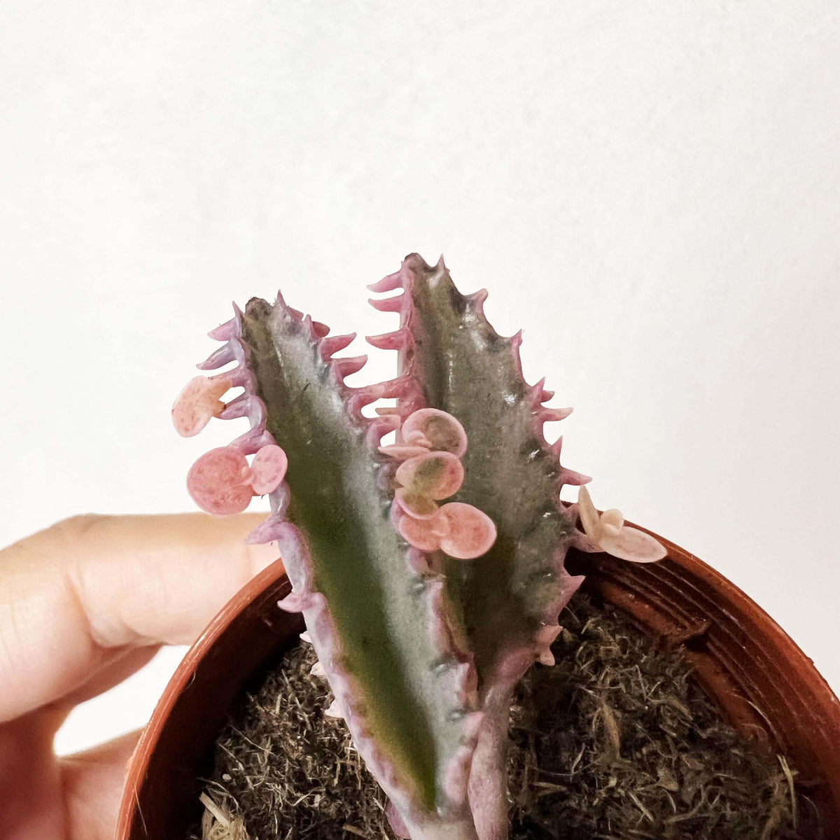 Kalanchoe daigremontiana cv. Pink Butterflies