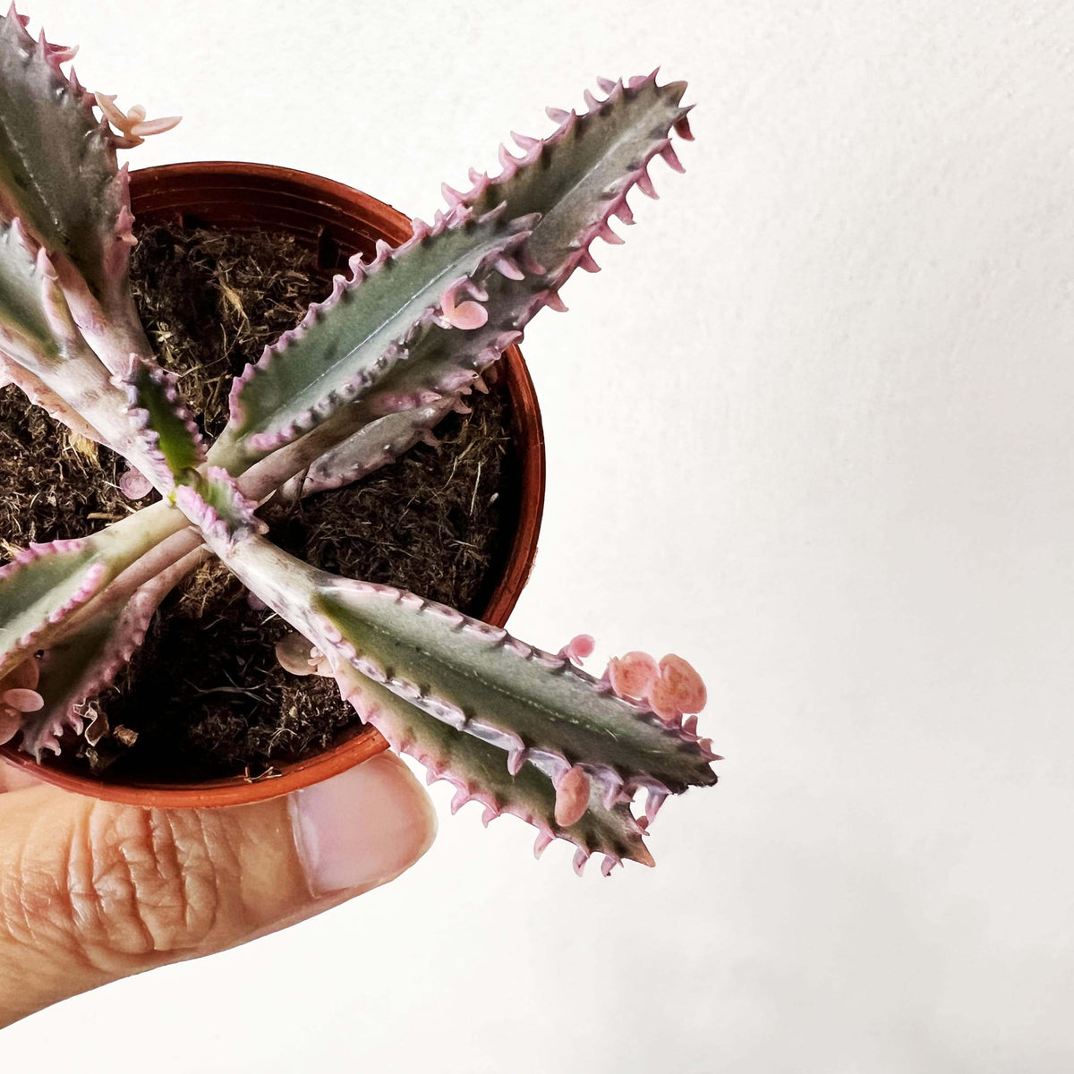 Kalanchoe daigremontiana cv. Pink Butterflies