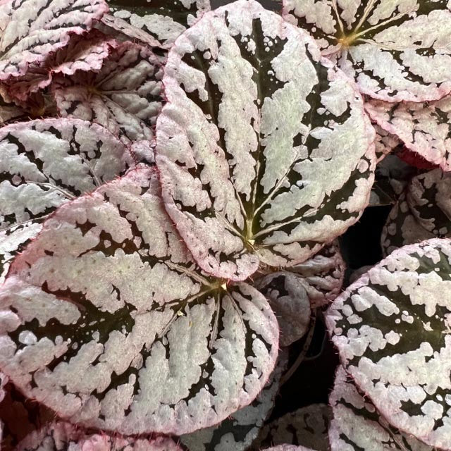 baby Begonia rex Red Spirit of Bali