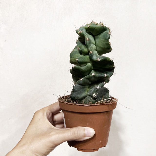 Cereus Spiralis