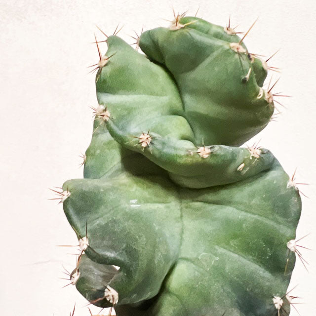 Cereus Spiralis