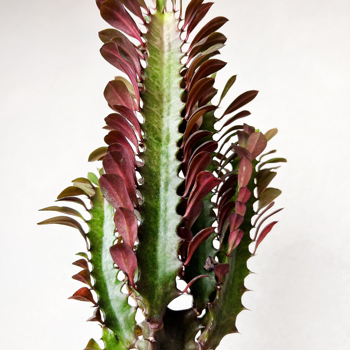 Euphorbia Trigona Rubra
