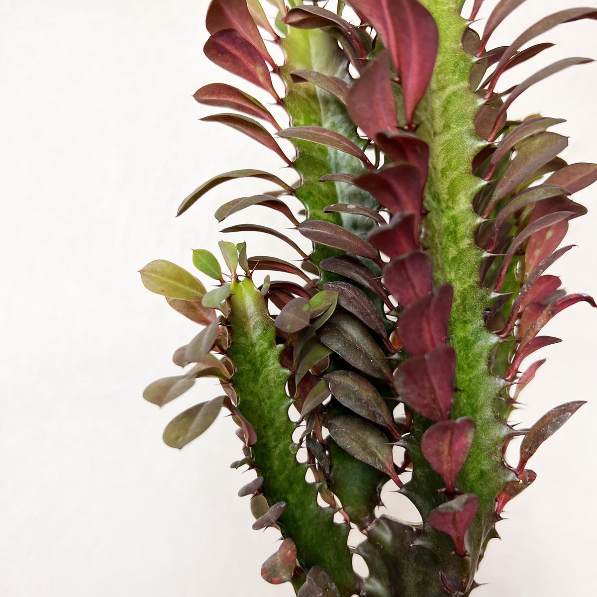 Euphorbia Trigona Rubra