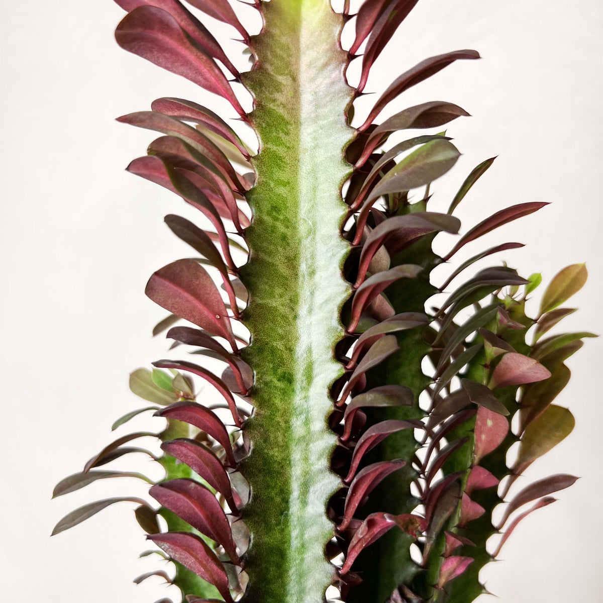 Euphorbia Trigona Rubra