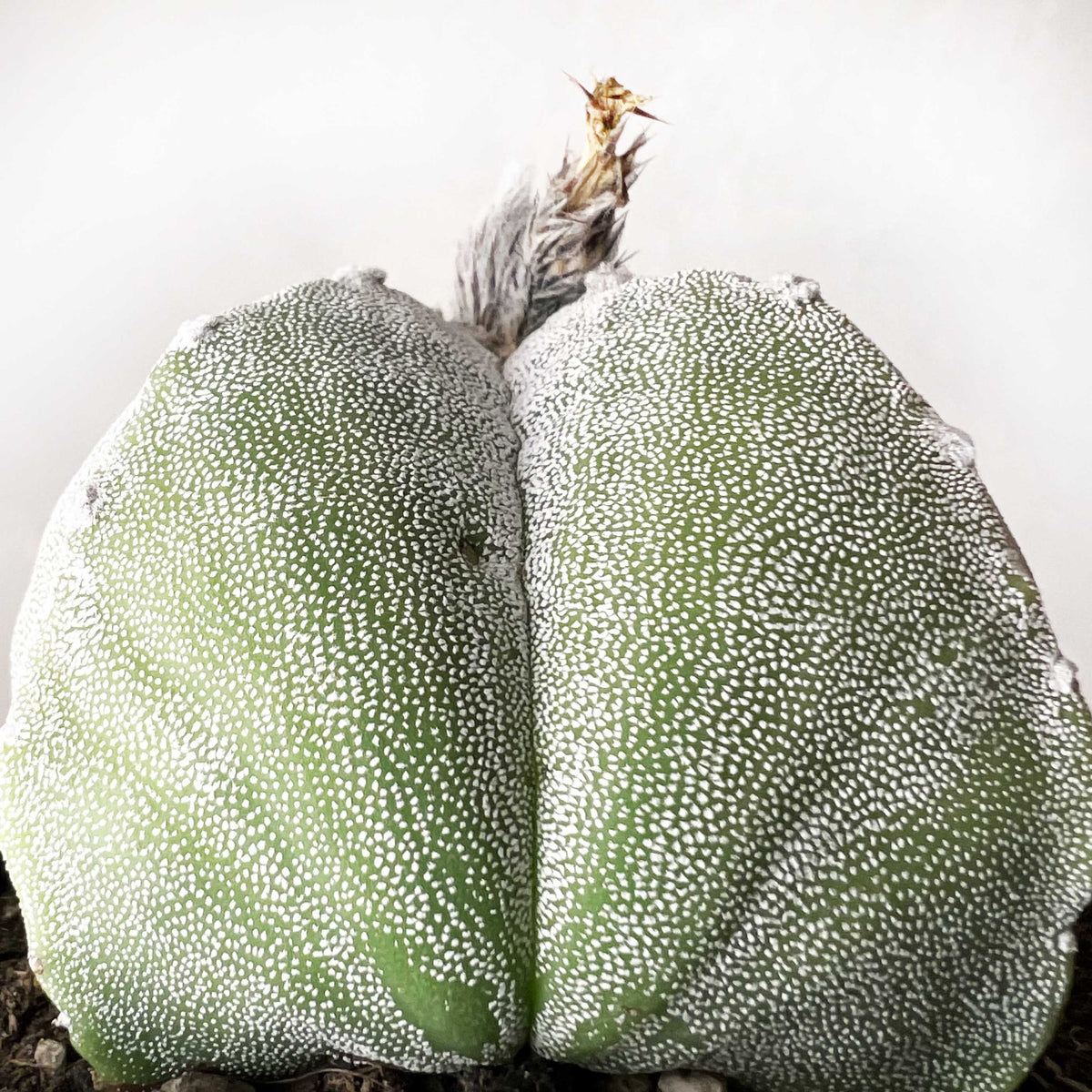 Astrophytum Myriostigma