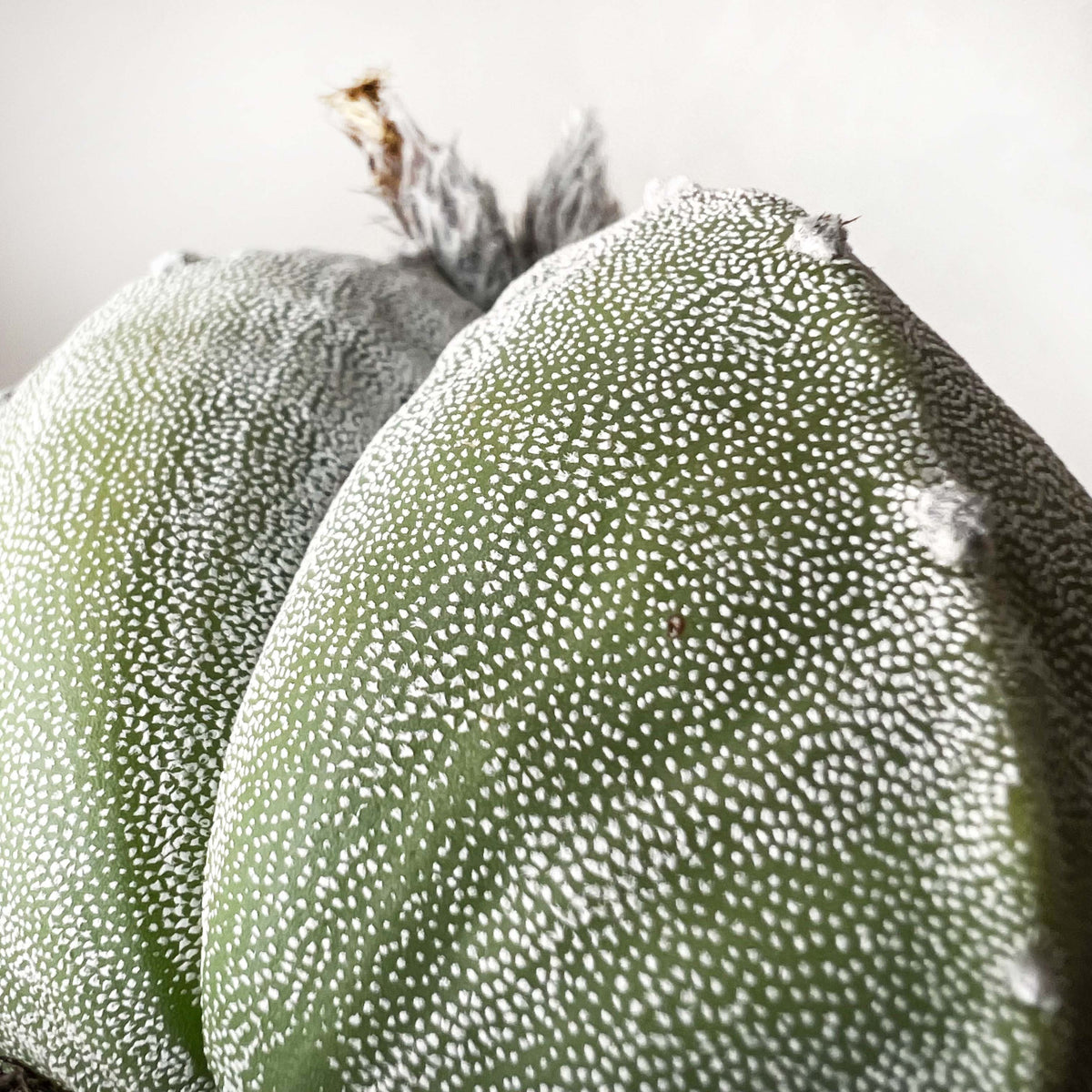 Astrophytum Myriostigma