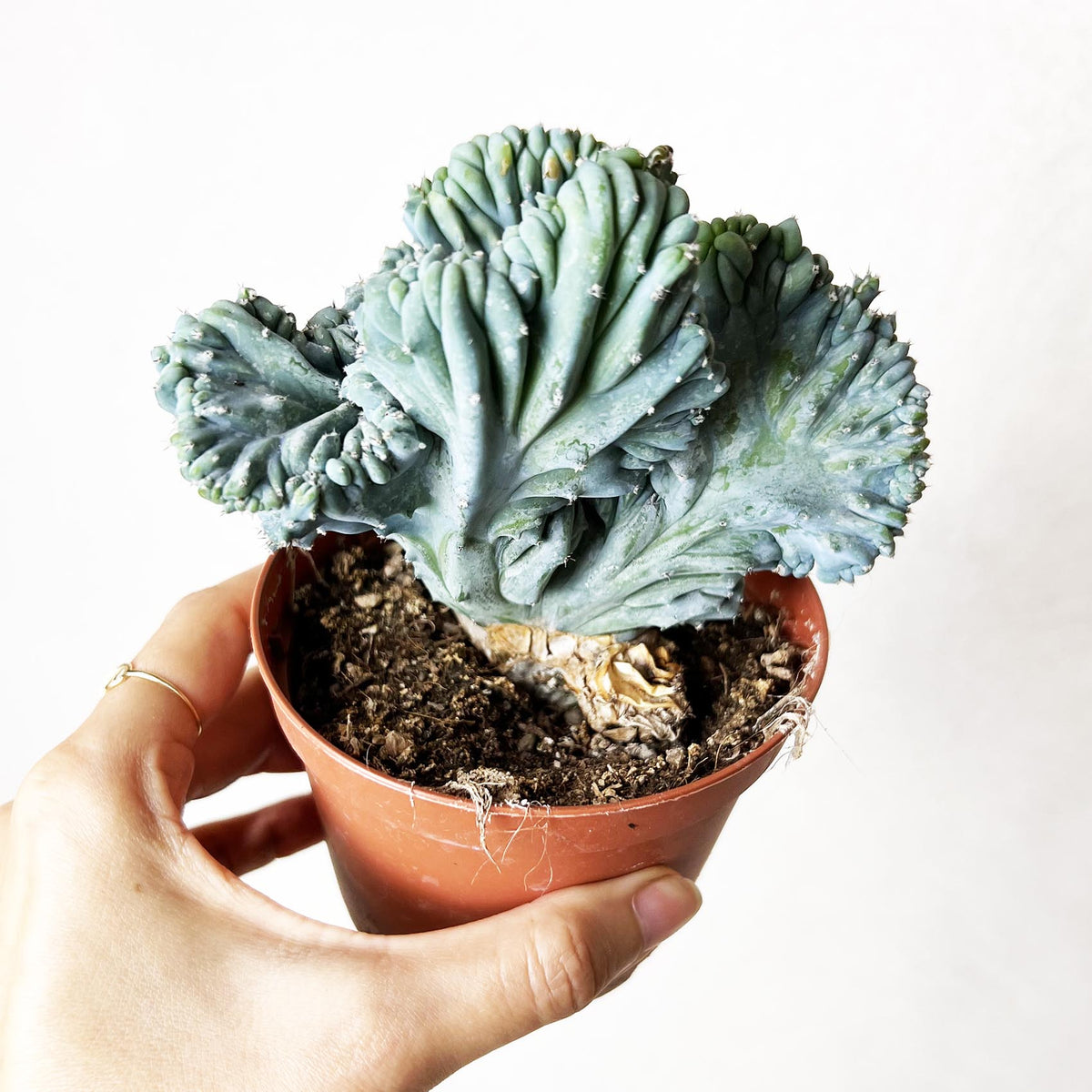 Myrtillocactus Geometrizans Strictus