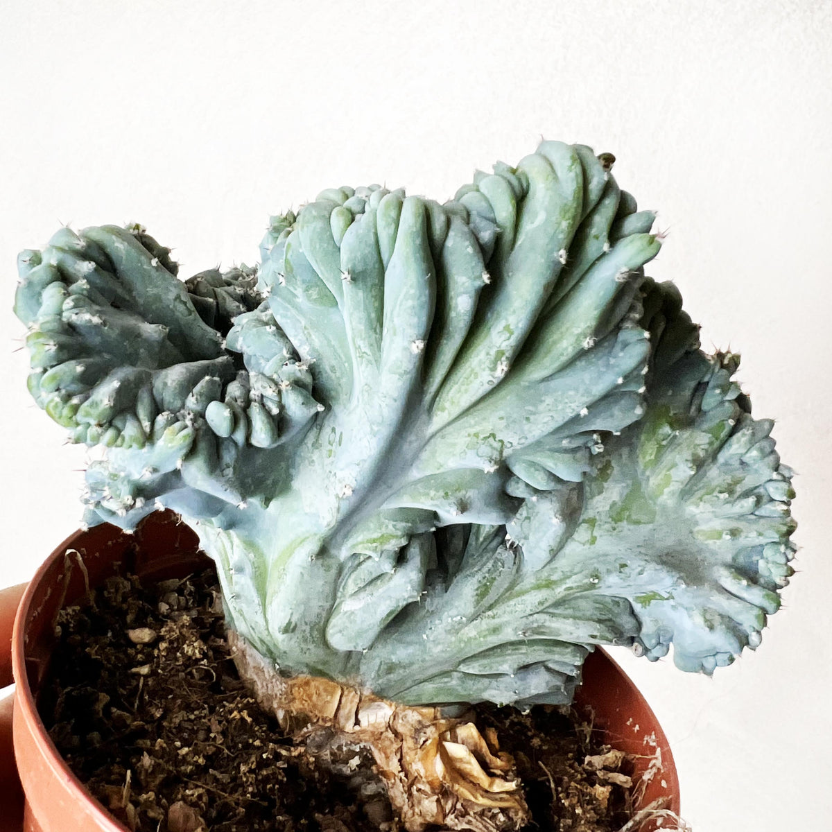Myrtillocactus Geometrizans Strictus