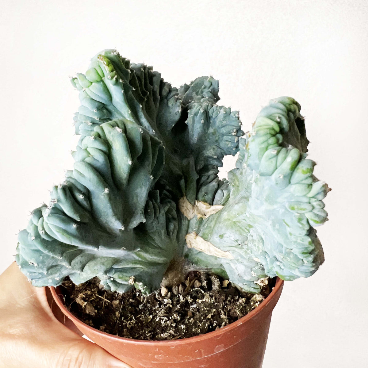 Myrtillocactus Geometrizans Strictus