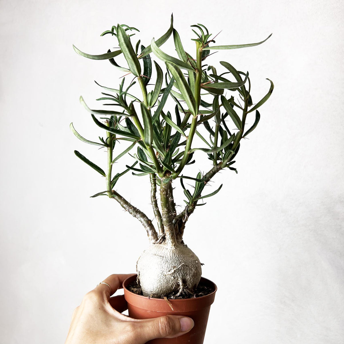 Pachypodium bispinosum