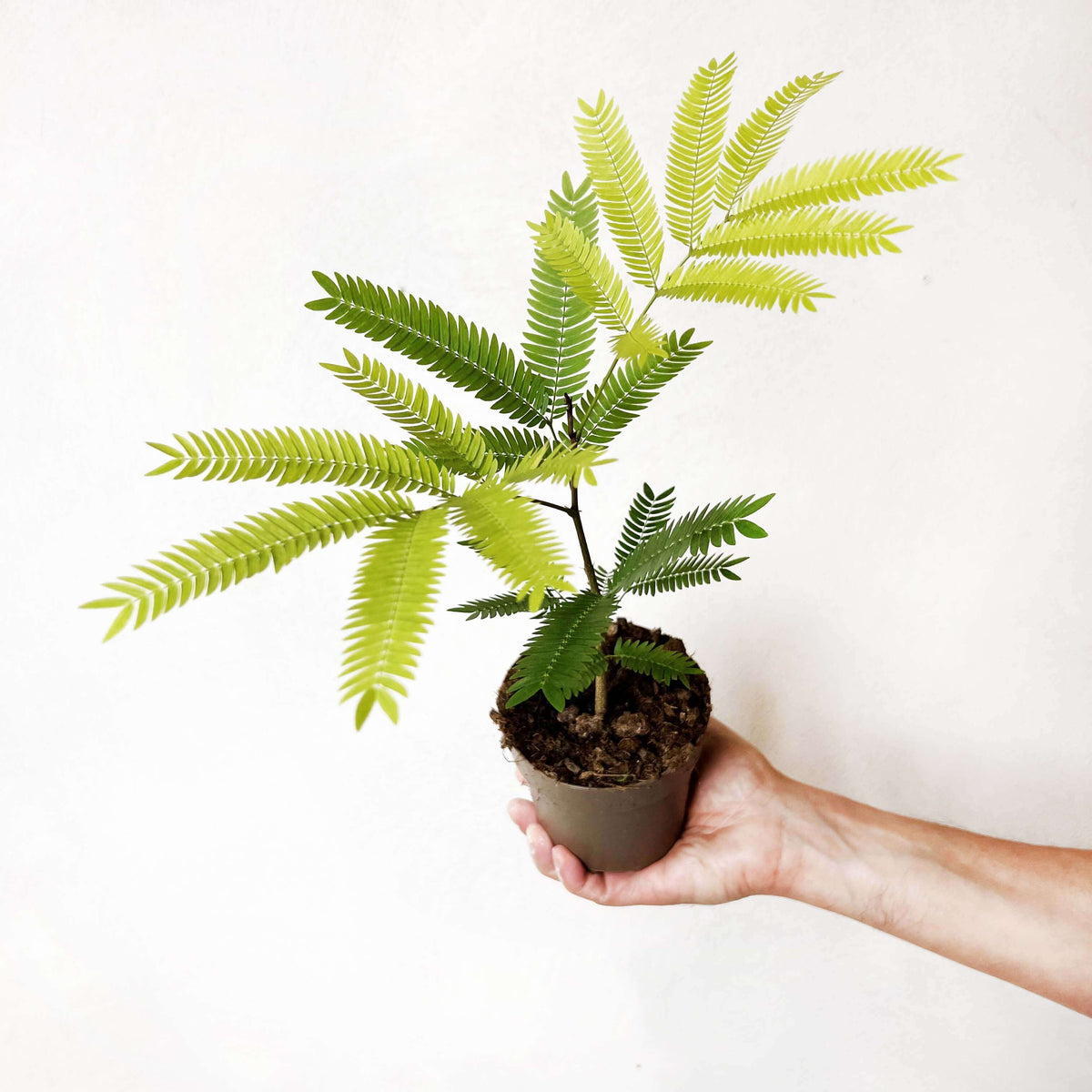 Cojoba Arborea
