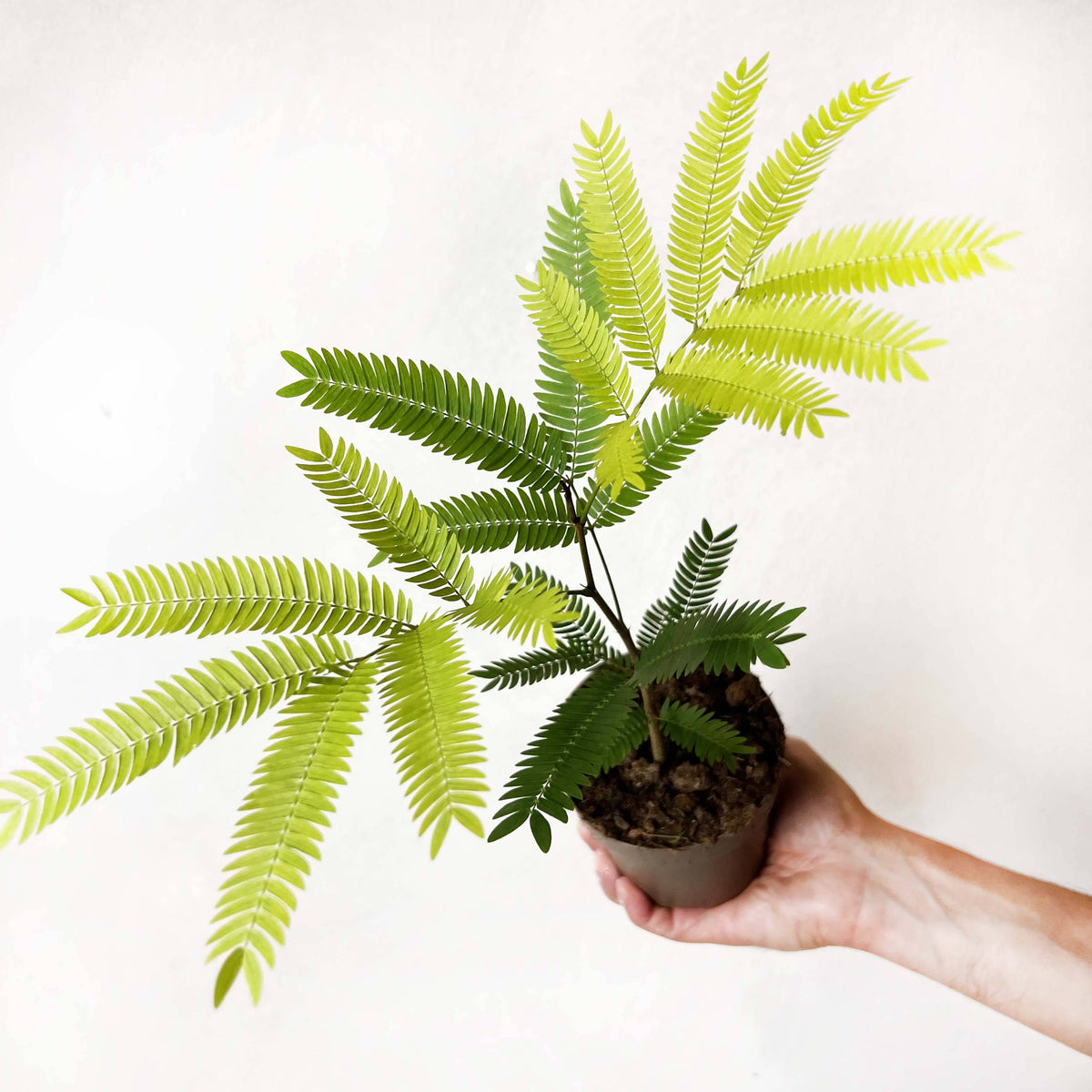 Cojoba Arborea