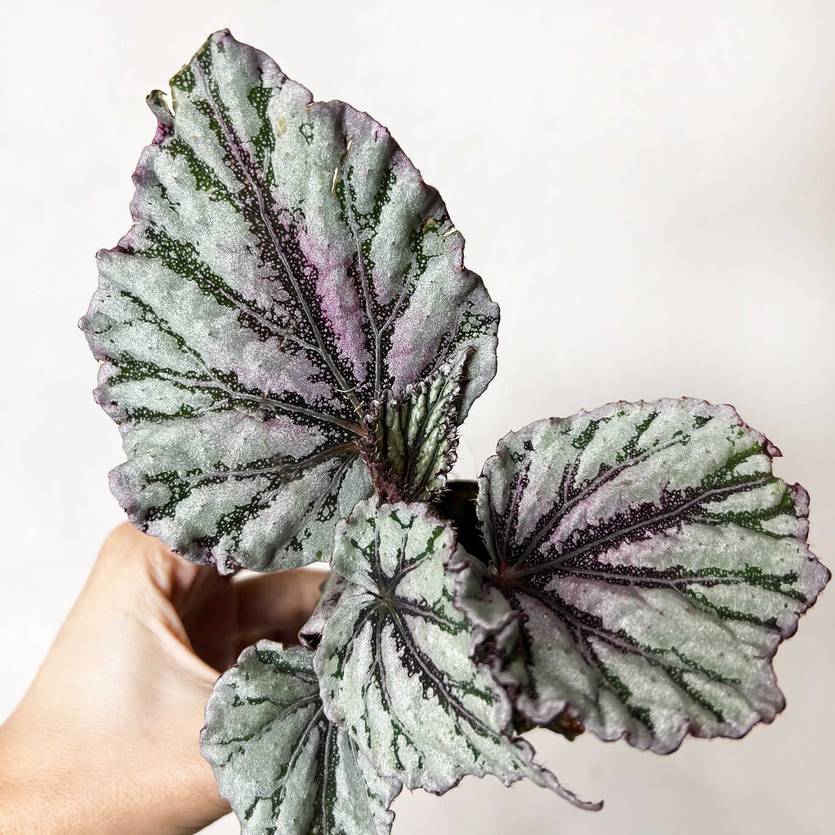 baby Begonia rex Dew Drop