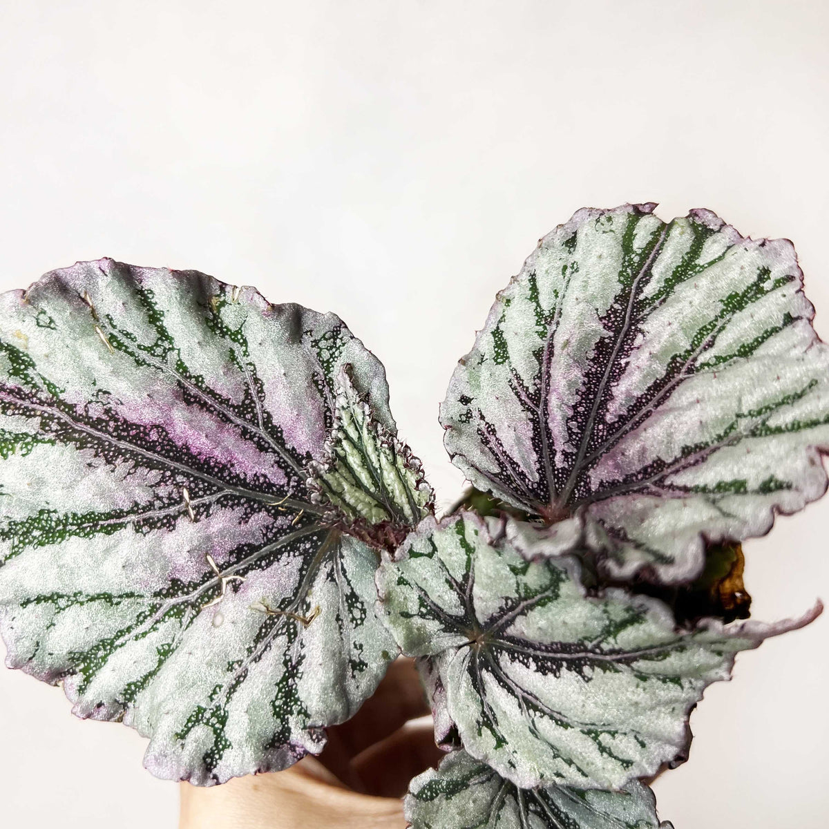 baby Begonia rex Dew Drop