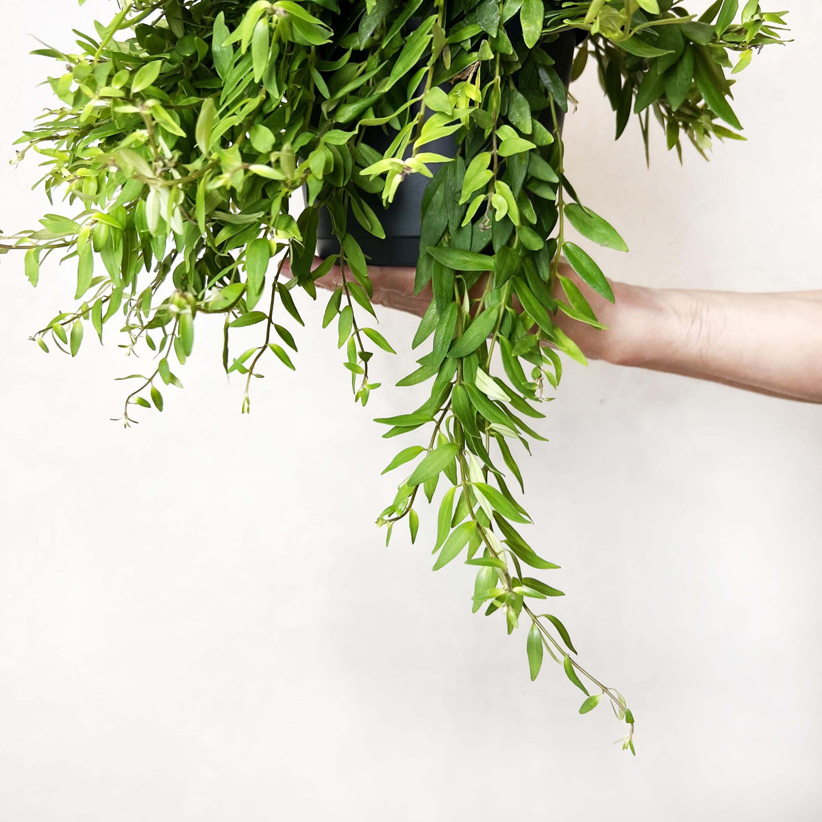 Aeschynanthus Japhrolepis