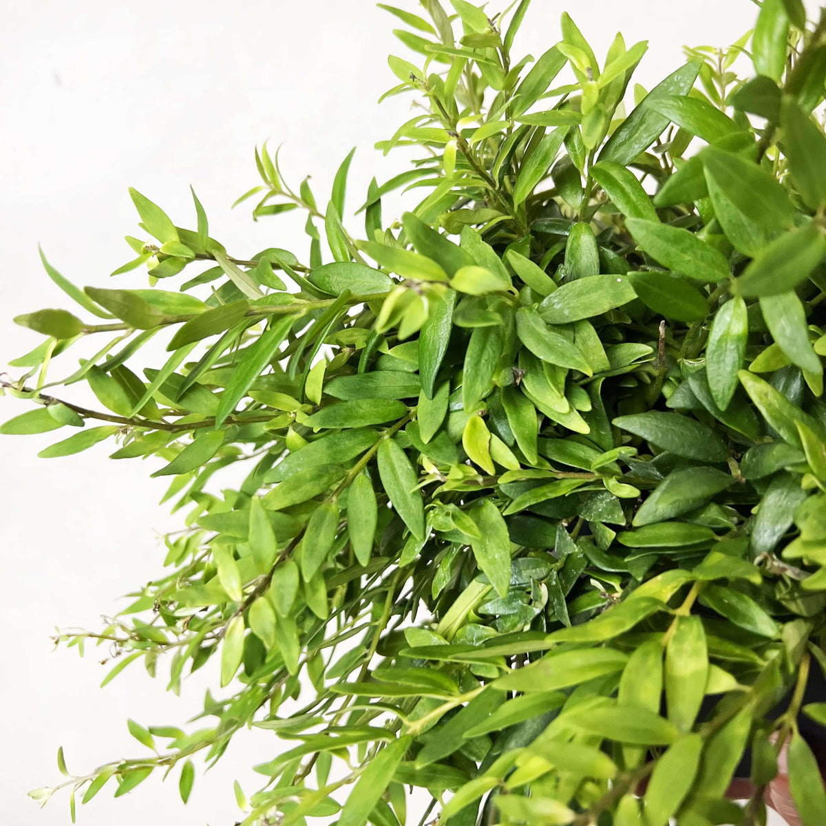 Aeschynanthus Japhrolepis
