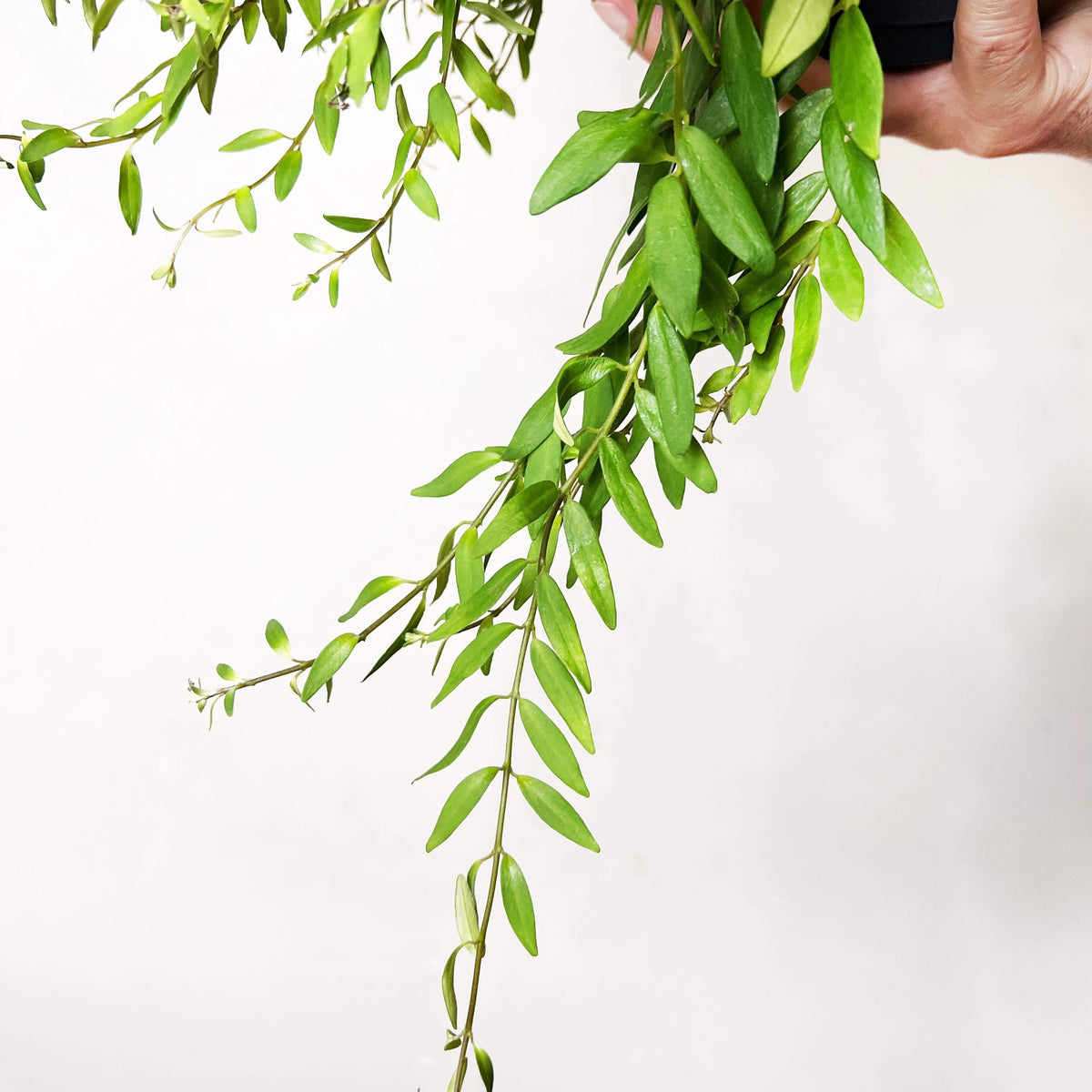Aeschynanthus Japhrolepis