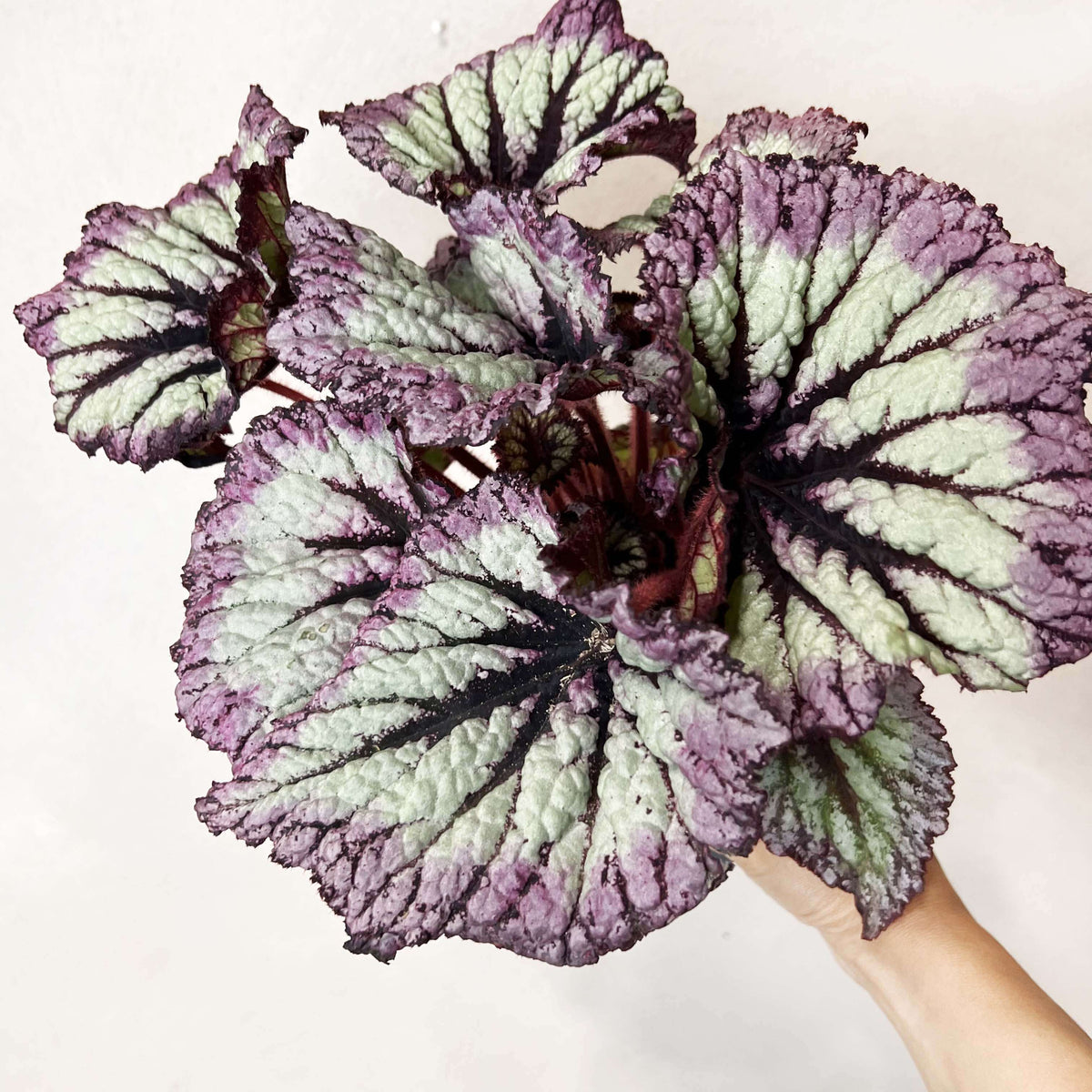 Begonia Fireworks