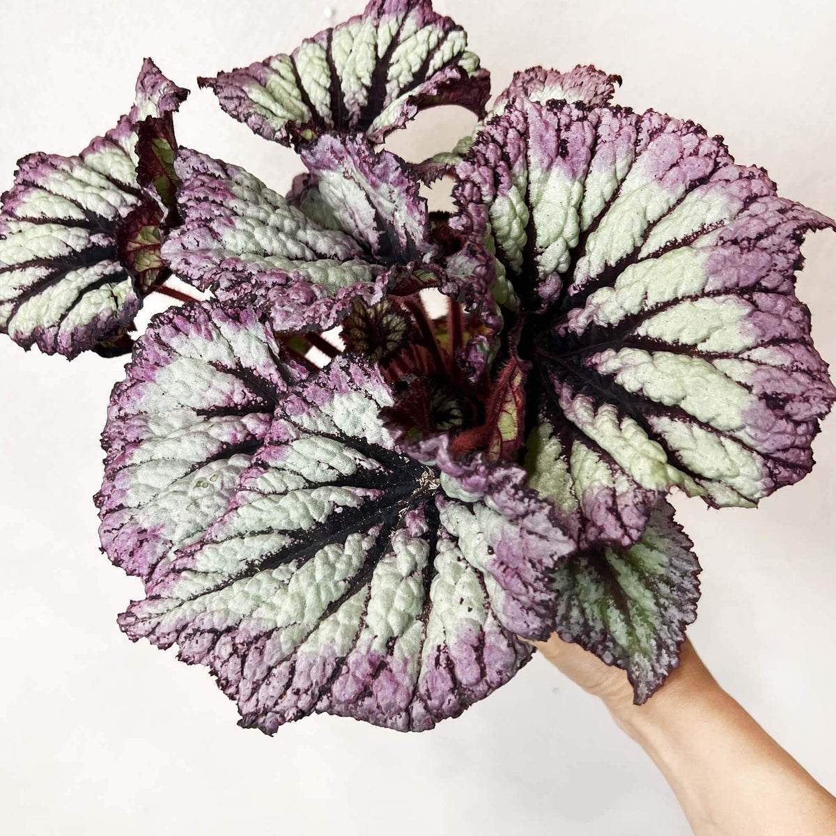 Begonia Fireworks