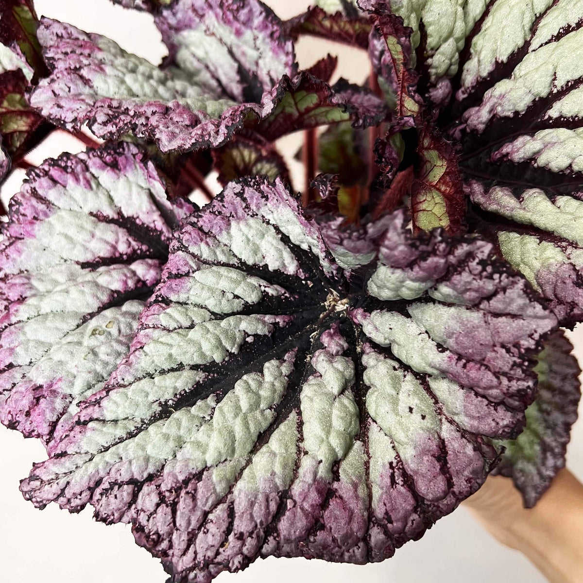 Begonia Fireworks