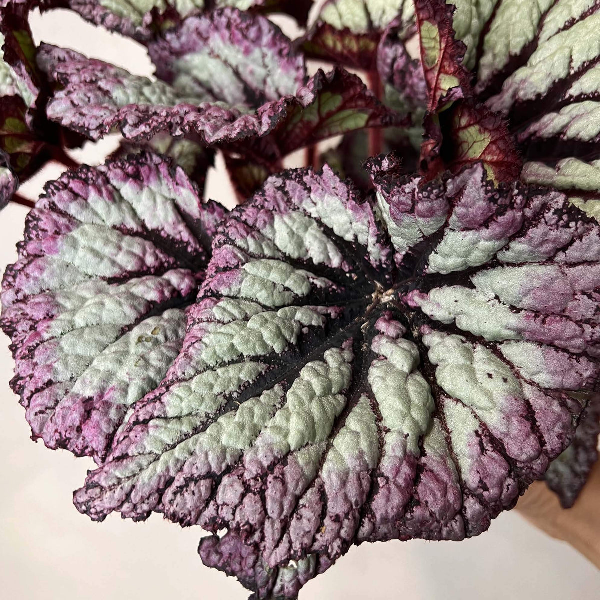 Begonia Fireworks