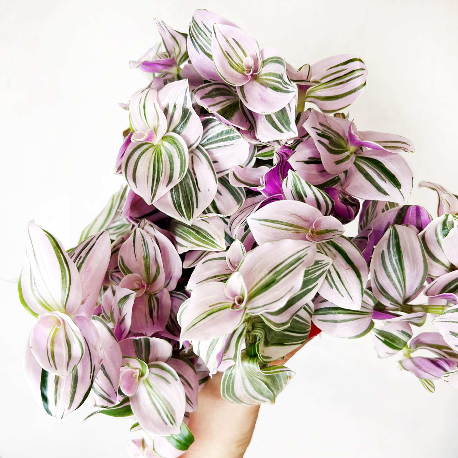 Tradescantia Unicorn