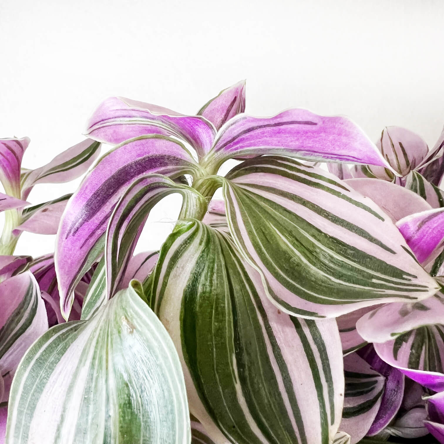 Mini Tradescantia Unicorn