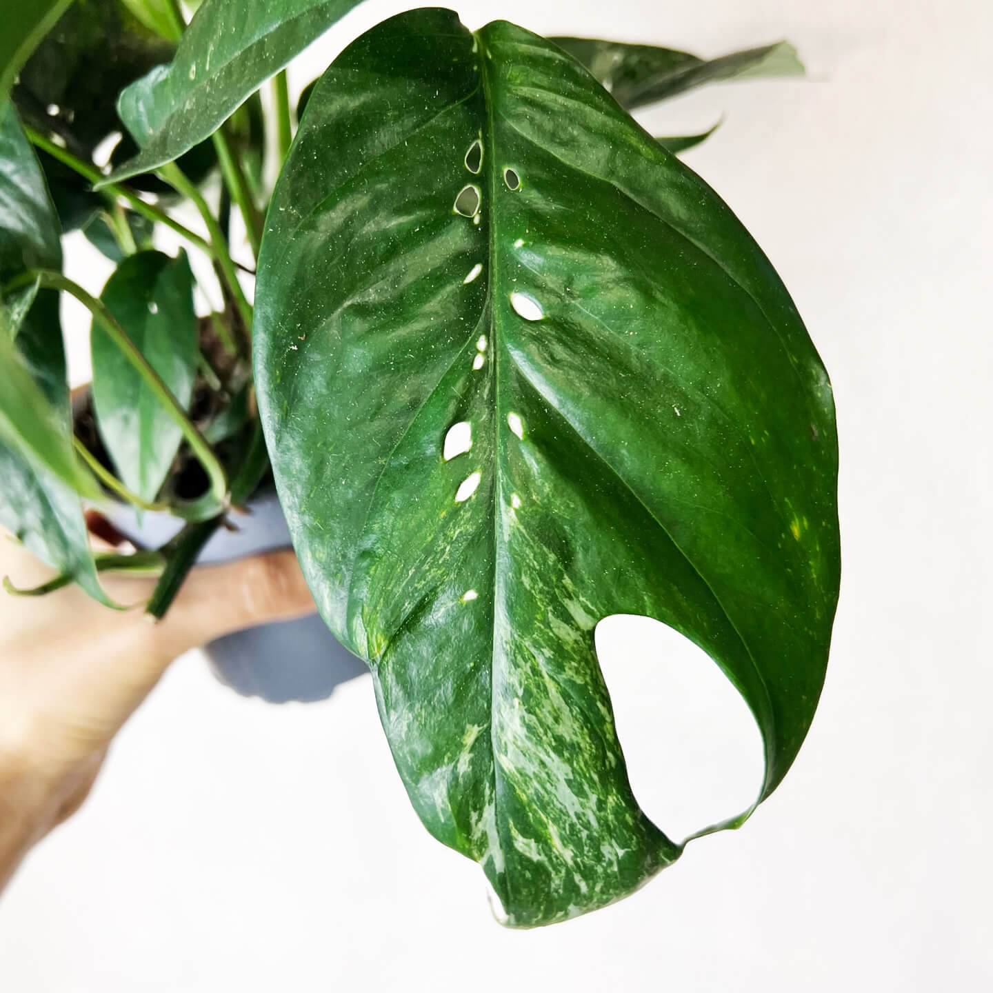 Epipremnum Pinnatum/ Semivariegato