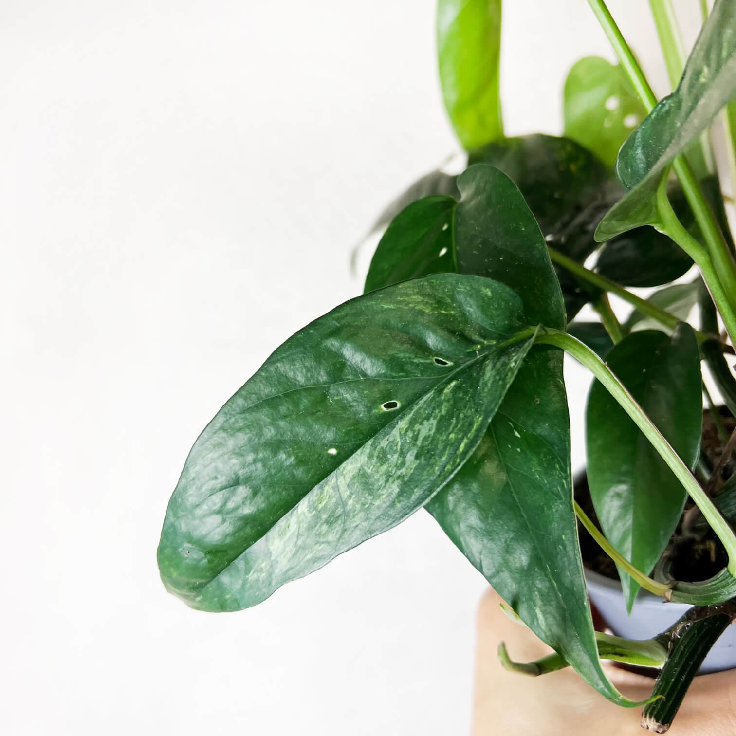 Epipremnum Pinnatum/ Semivariegato
