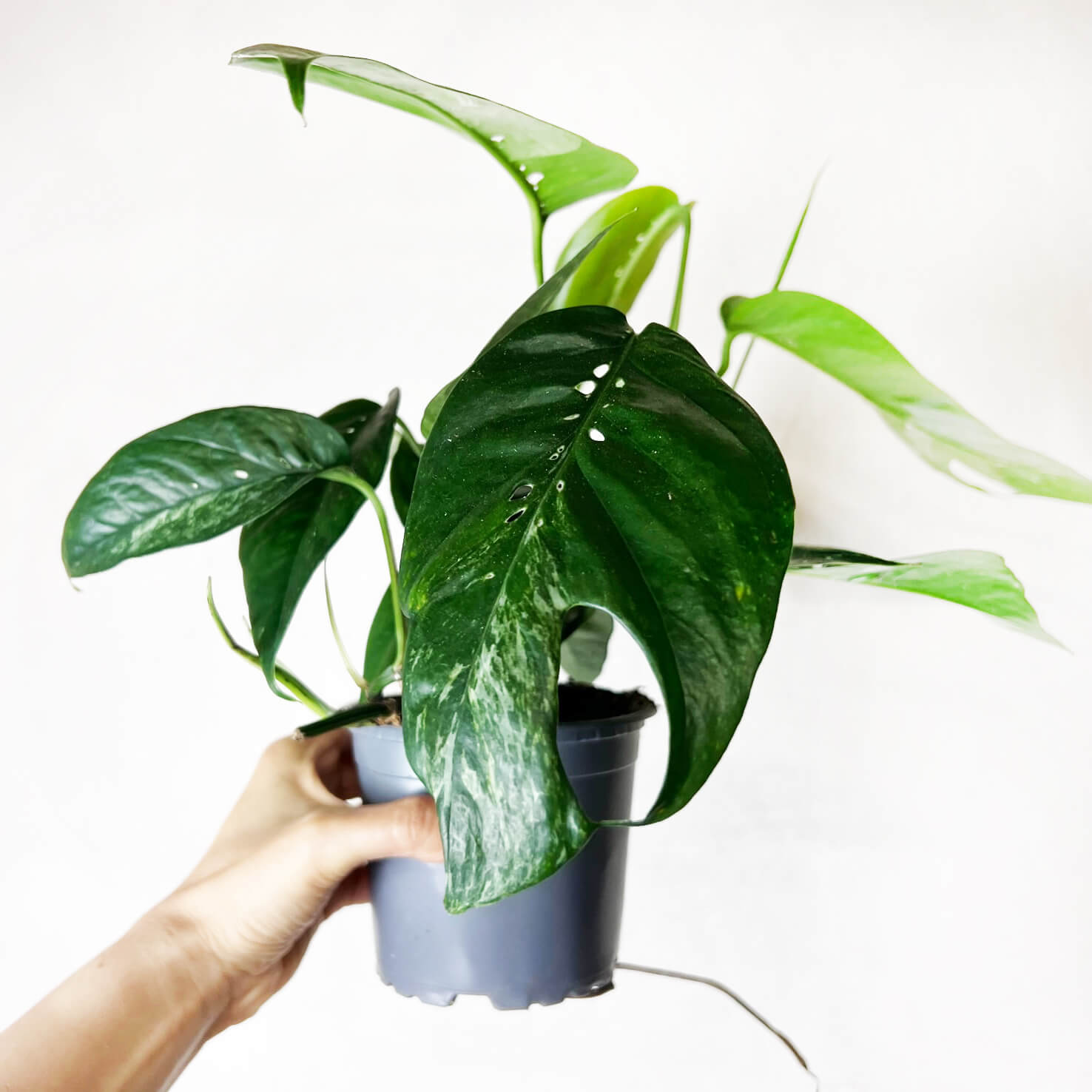 Epipremnum Pinnatum/ Semivariegato
