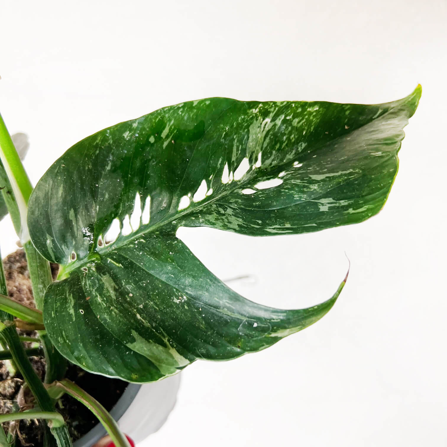 Epipremnum Pinnatum/ Semivariegato