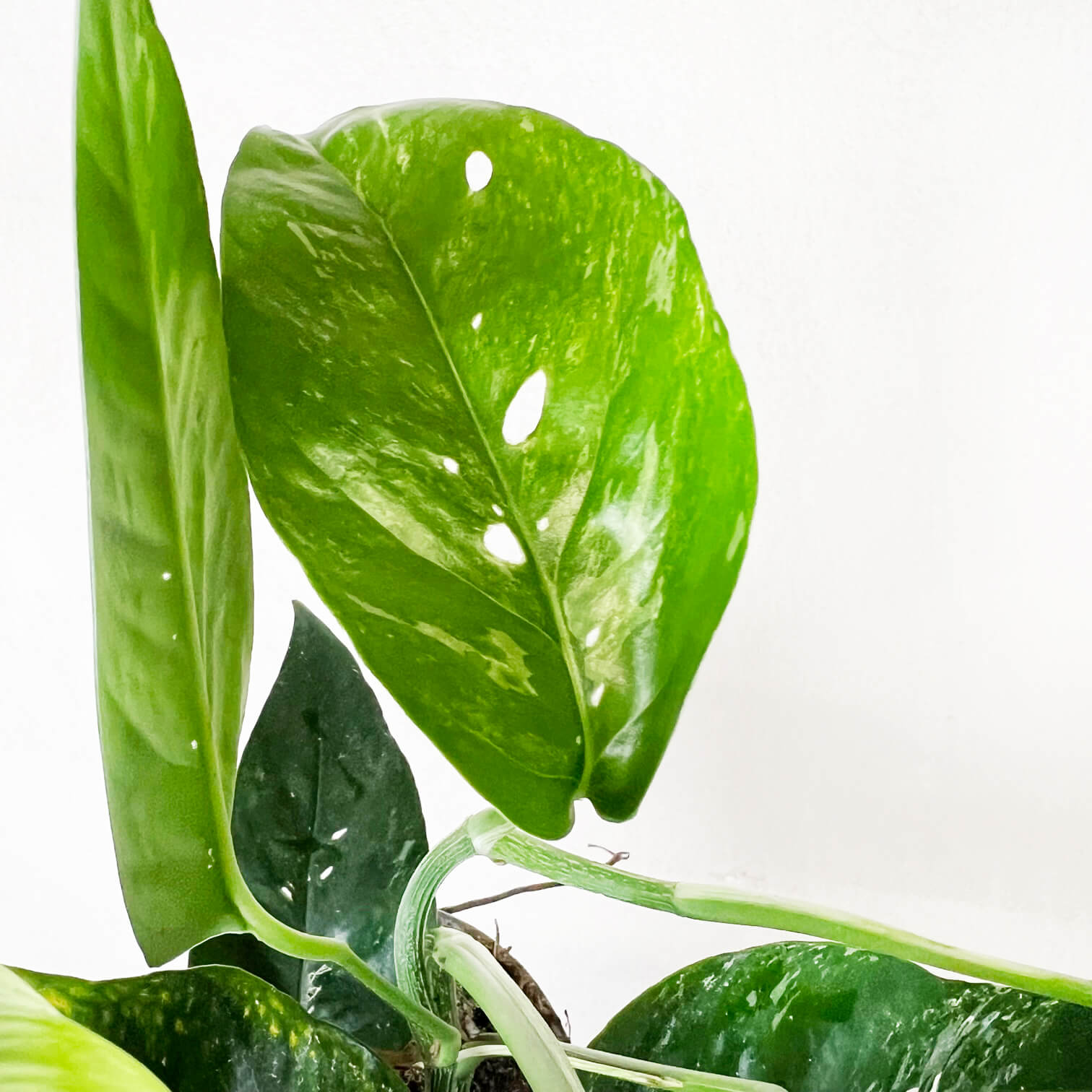 Epipremnum Pinnatum/ Semivariegato