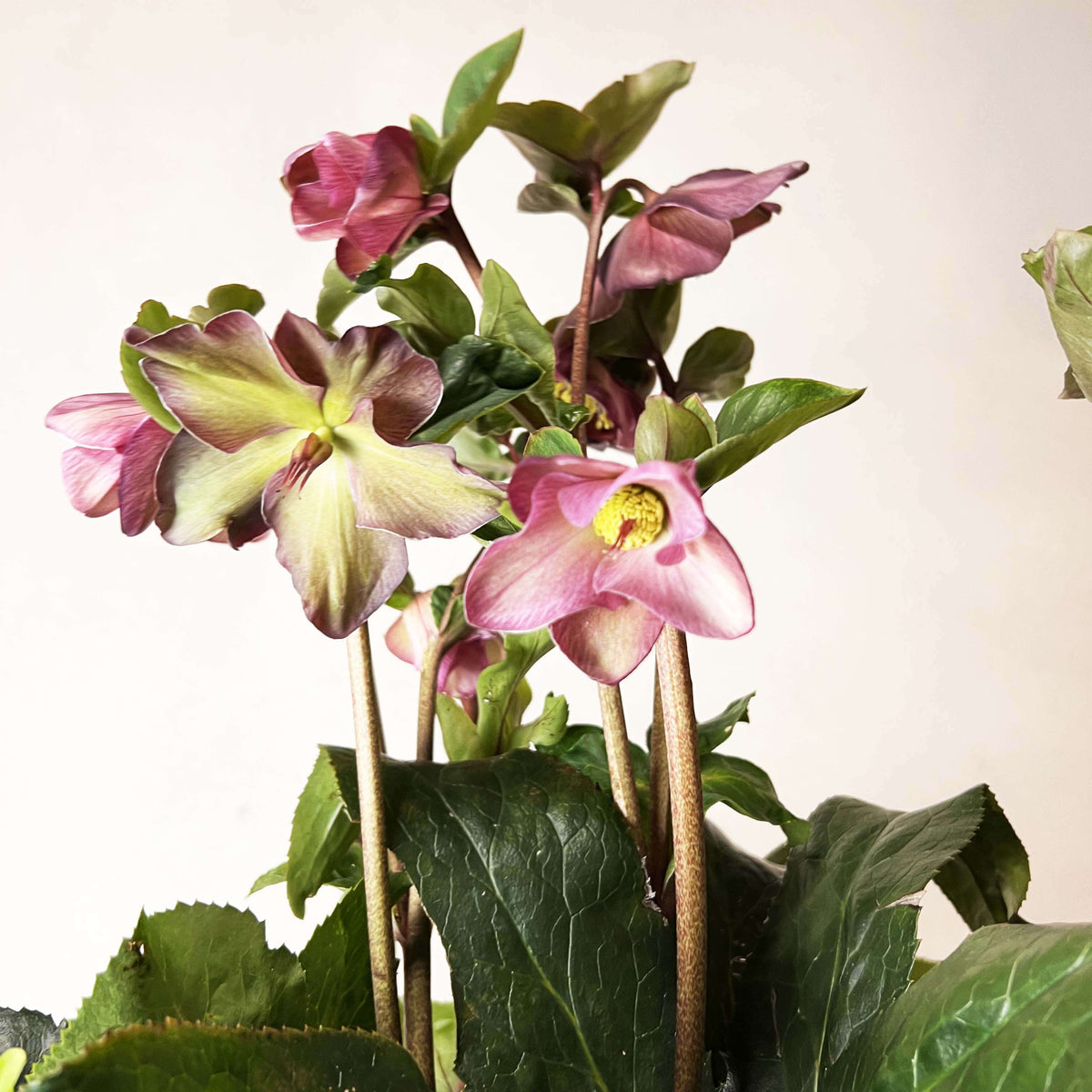 Helleborus Ice N'Roses Red