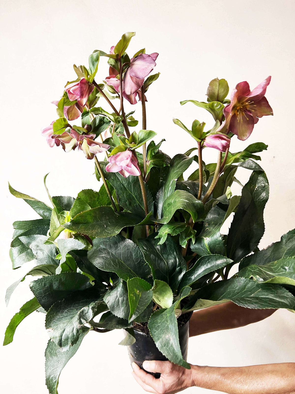 Helleborus Ice N'Roses Red