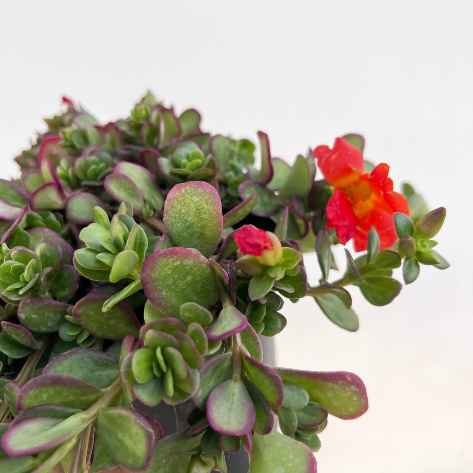 Portulaca