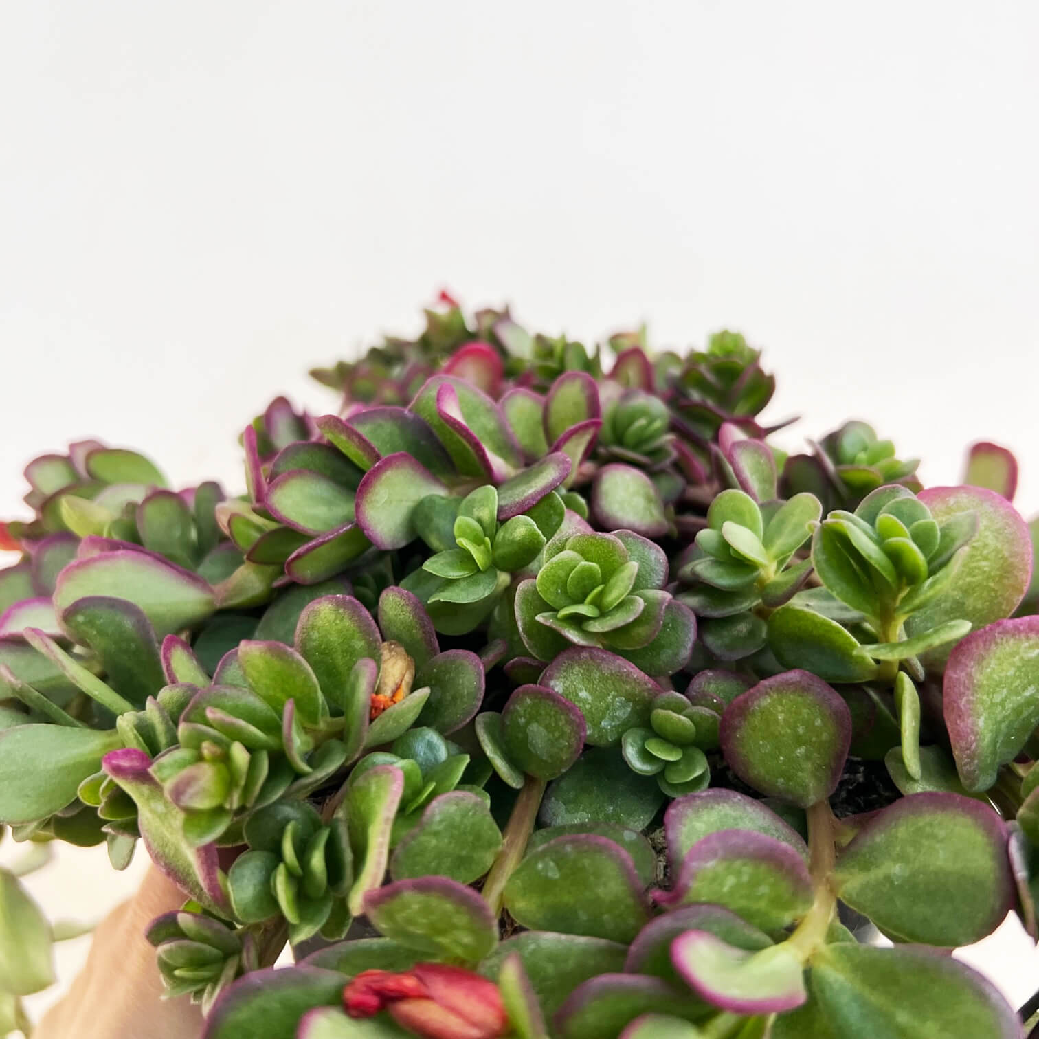 Portulaca